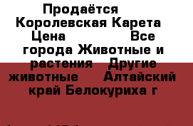 Продаётся!     Королевская Карета › Цена ­ 300 000 - Все города Животные и растения » Другие животные   . Алтайский край,Белокуриха г.